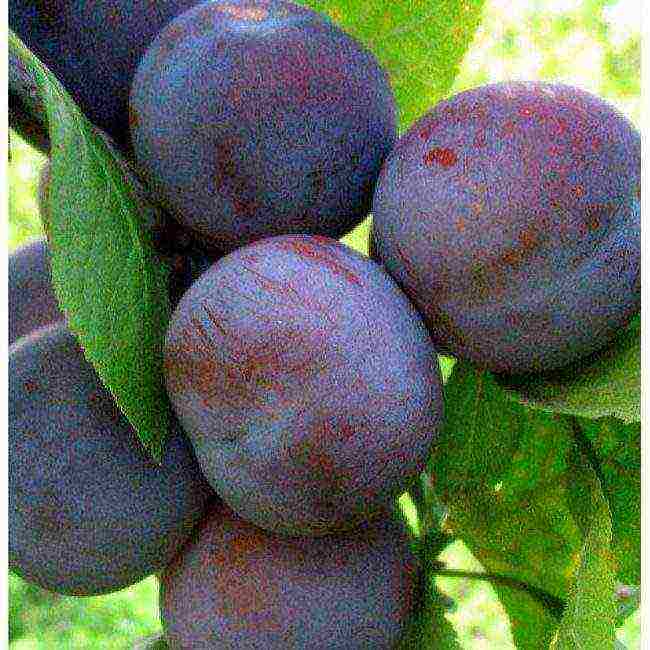 the best varieties of homemade plums