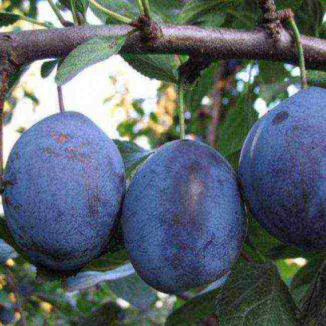 the best varieties of homemade plums