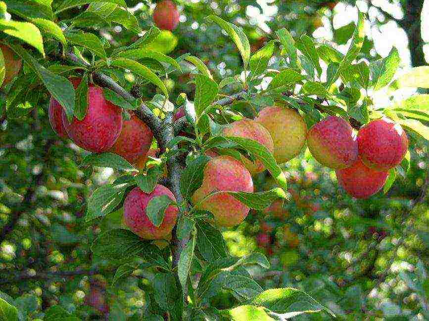 ang pinakamahusay na mga pagkakaiba-iba ng mga homemade plum