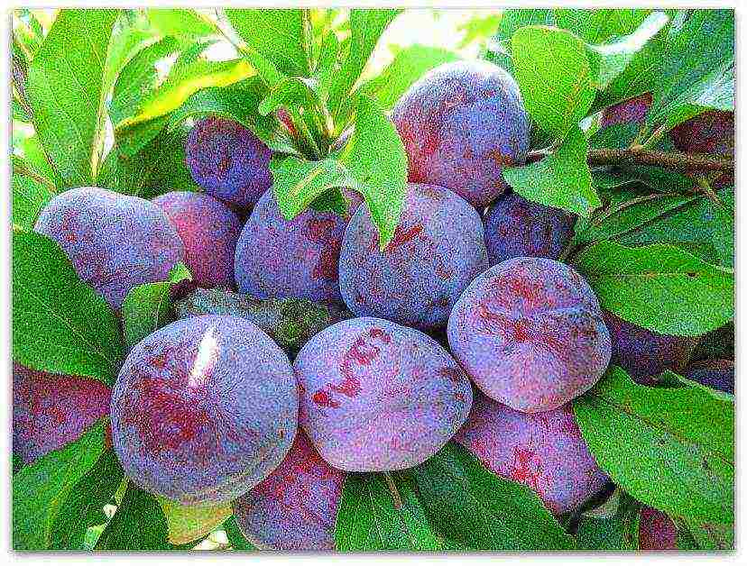 the best varieties of homemade plums