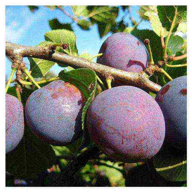 the best varieties of homemade plums