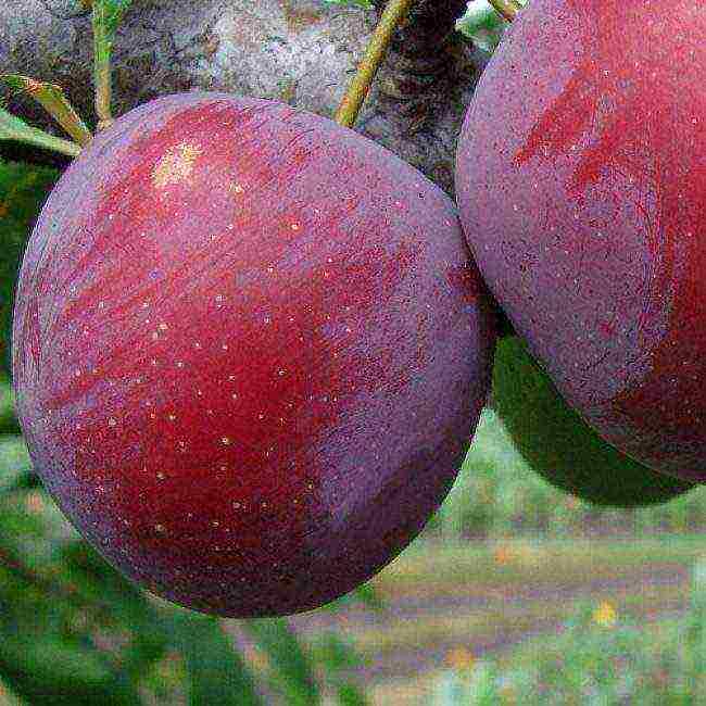 the best varieties of homemade plums