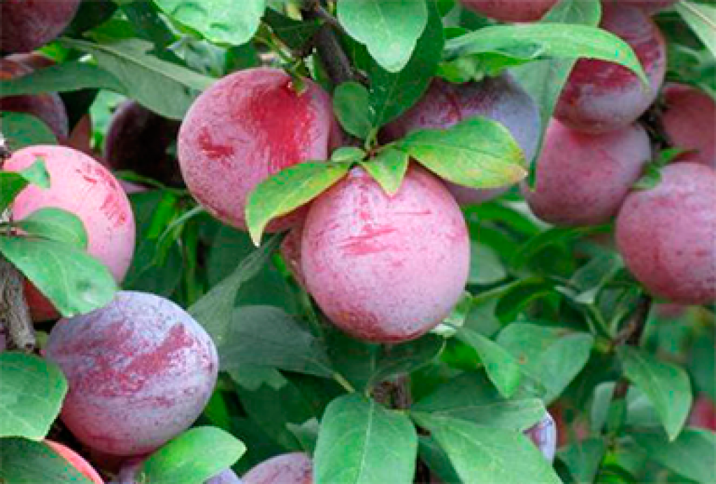 the best varieties of homemade plums