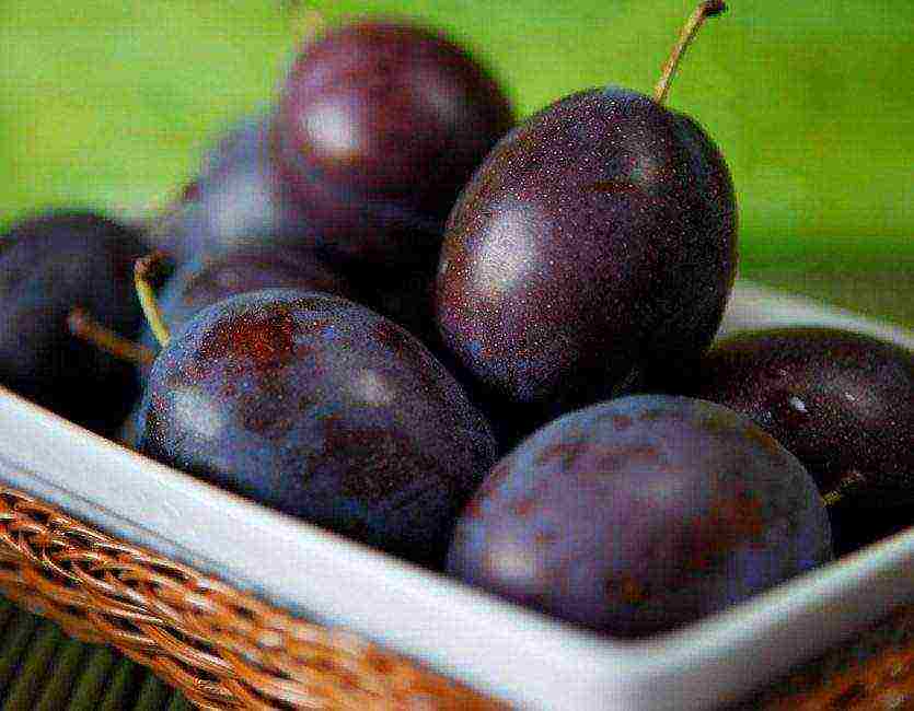 ang pinakamahusay na mga pagkakaiba-iba ng mga homemade plum