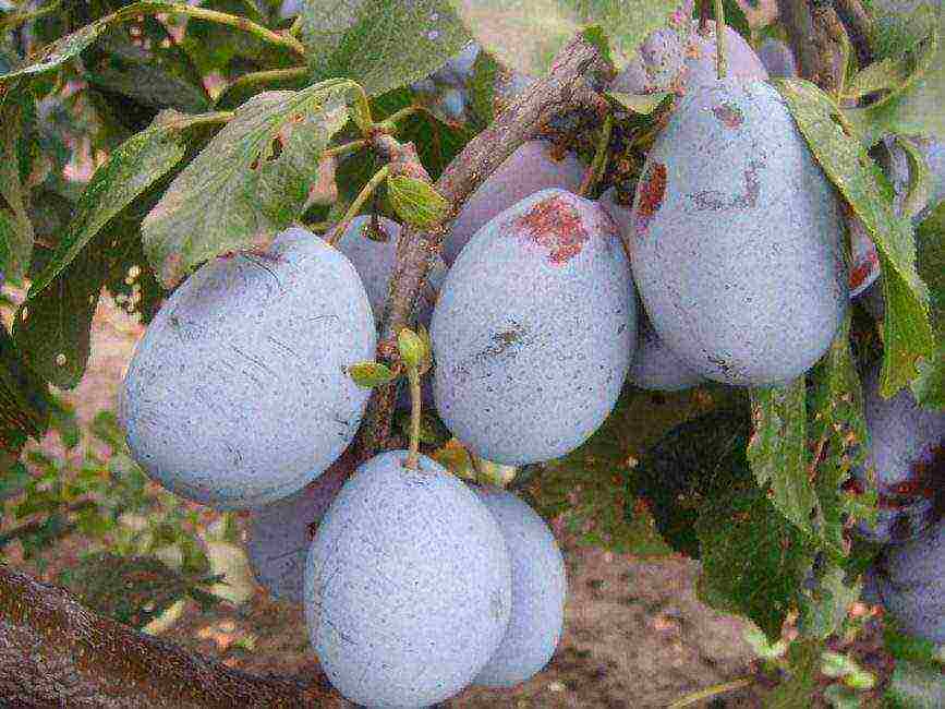 ang pinakamahusay na mga pagkakaiba-iba ng mga homemade plum