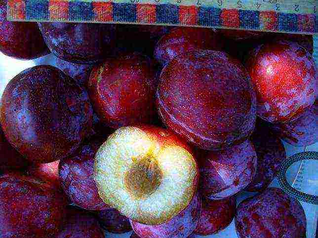 the best varieties of homemade plums