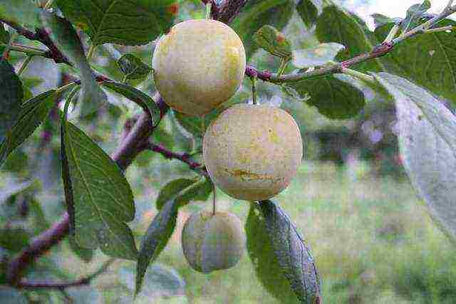 the best varieties of homemade plums