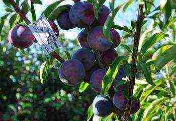 the best varieties of homemade plums