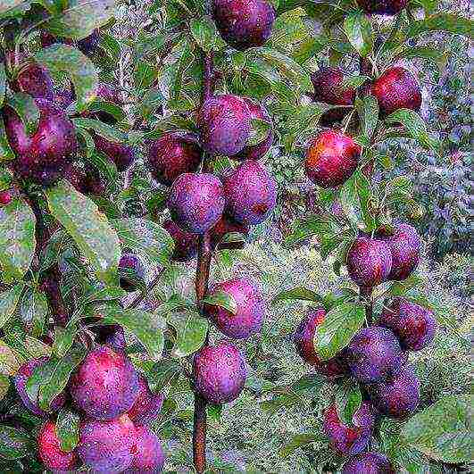 ang pinakamahusay na mga pagkakaiba-iba ng mga homemade plum