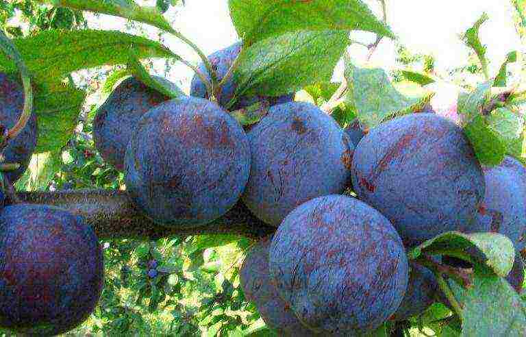 the best varieties of homemade plums