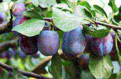 ang pinakamahusay na mga pagkakaiba-iba ng mga homemade plum