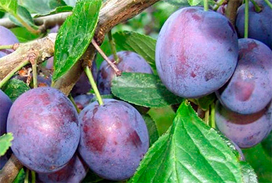 ang pinakamahusay na mga pagkakaiba-iba ng mga homemade plum