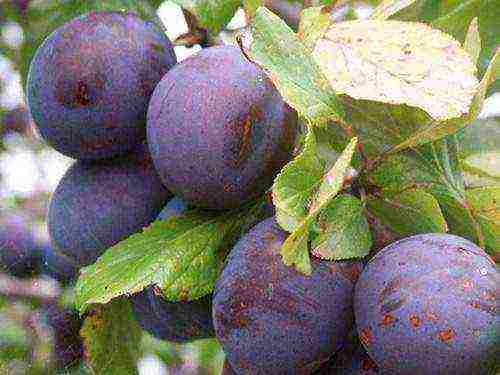 the best varieties of homemade plums