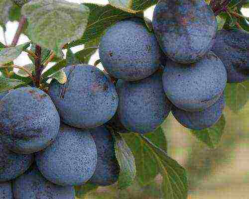 the best varieties of homemade plums