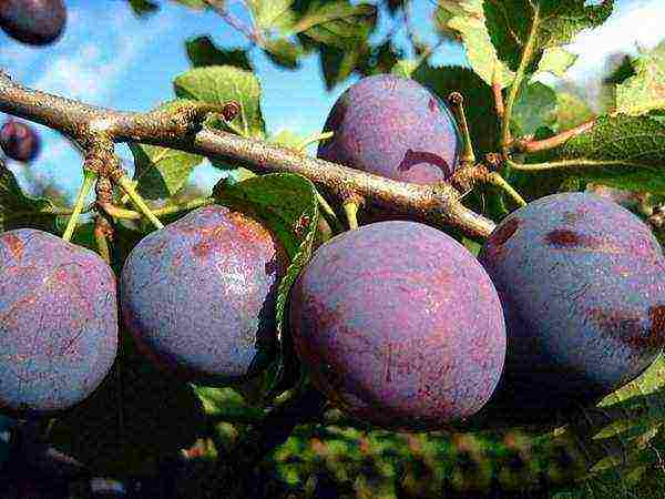 ang pinakamahusay na mga pagkakaiba-iba ng mga homemade plum