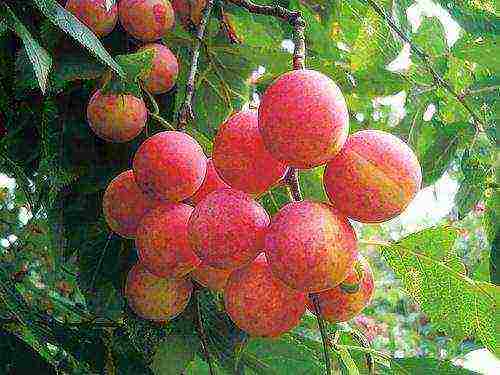 the best varieties of red plum