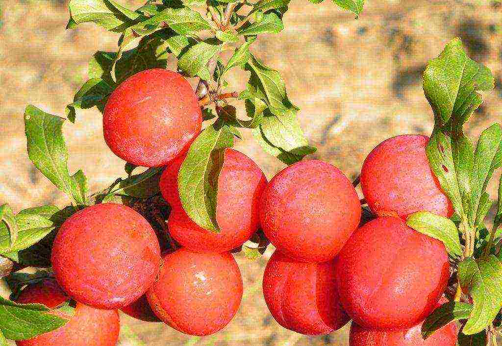 the best varieties of red plum