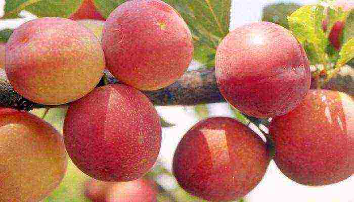 the best varieties of red plum