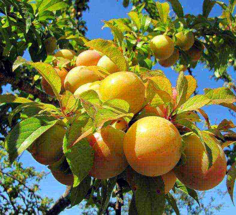 the best varieties of red plum