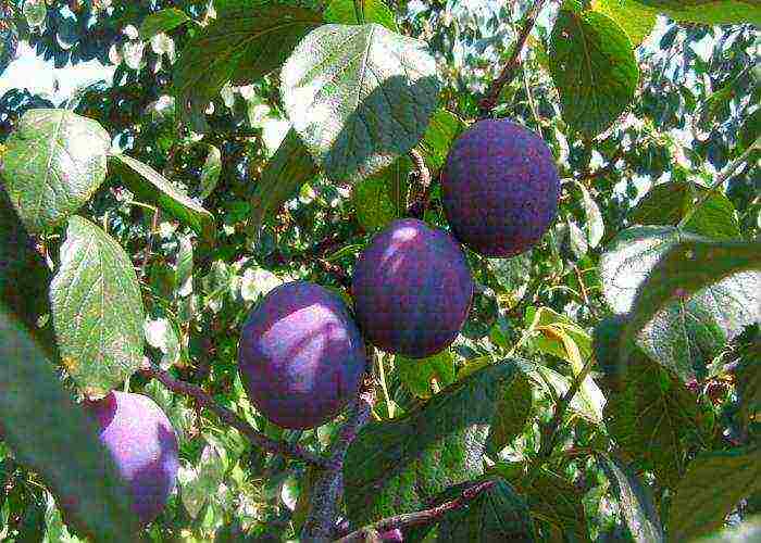 the best varieties of red plum