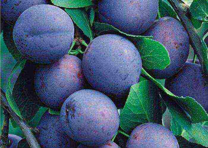 the best varieties of red plum