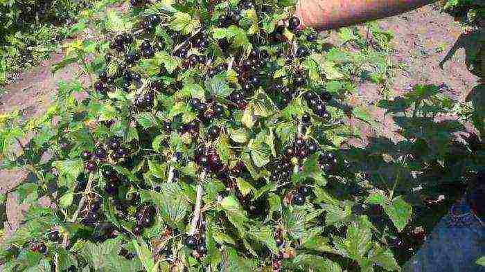 the best varieties of currant dobrynya