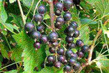 the best varieties of large-fruited currants