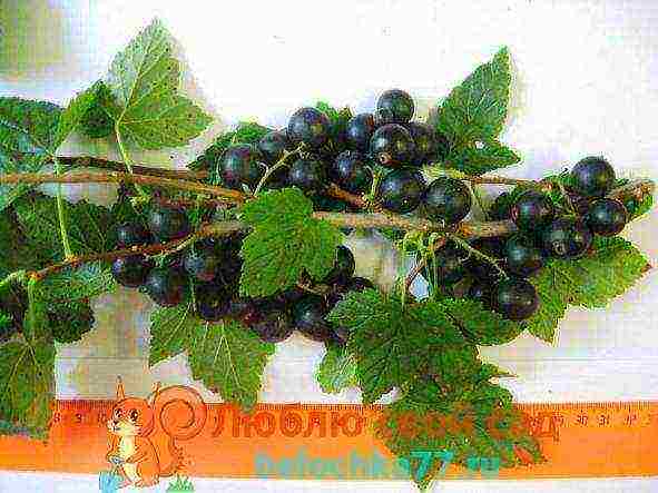 the best varieties of large-fruited currants