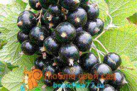 the best varieties of large-fruited currants