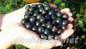 the best varieties of large-fruited currants