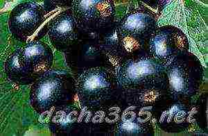 the best varieties of large-fruited currants