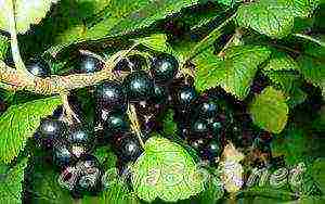 the best varieties of large-fruited currants