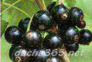 the best varieties of large-fruited currants