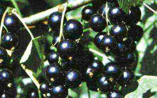 the best varieties of currants rating