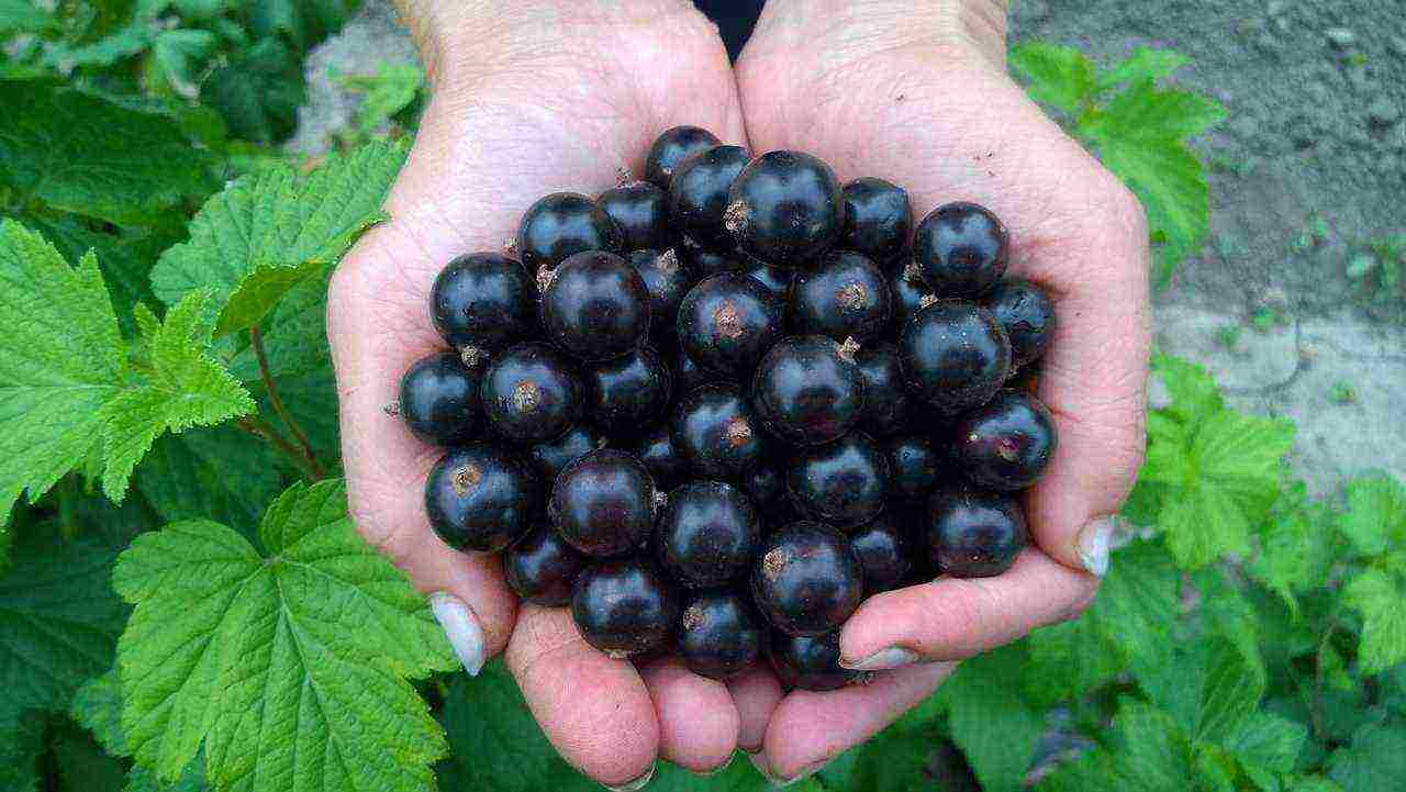 the best varieties of currants rating