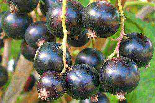 the best varieties of currants rating