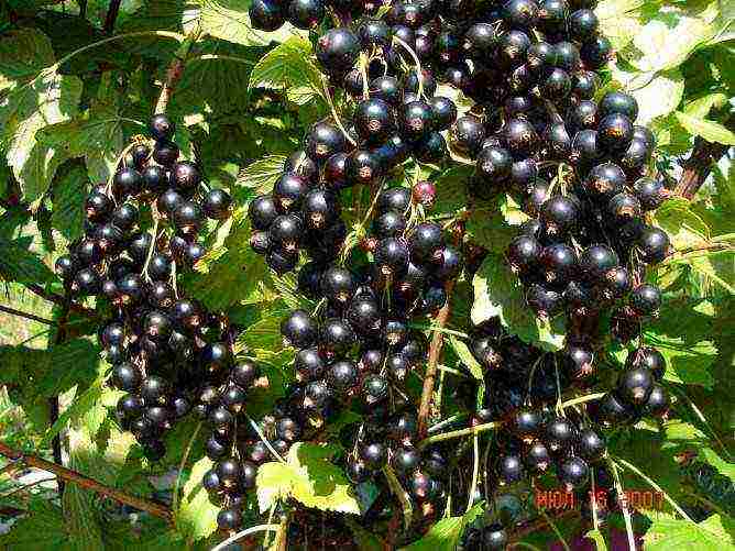 the best varieties of currants rating
