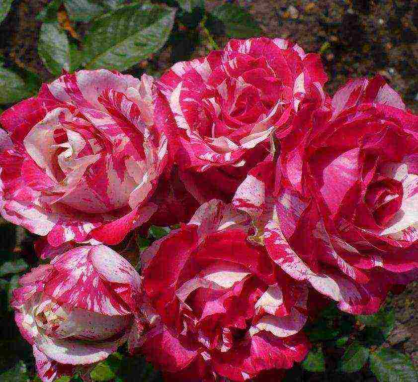 the best varieties of spray roses