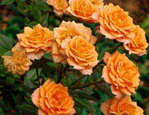 the best varieties of spray roses