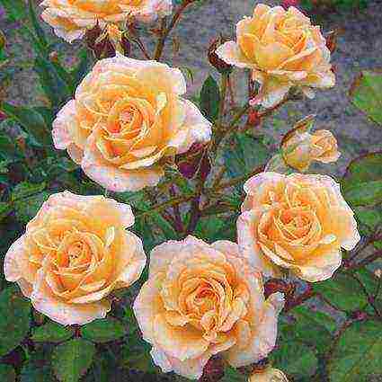 the best varieties of spray roses