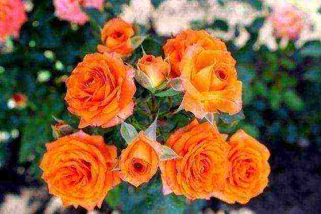 the best varieties of spray roses