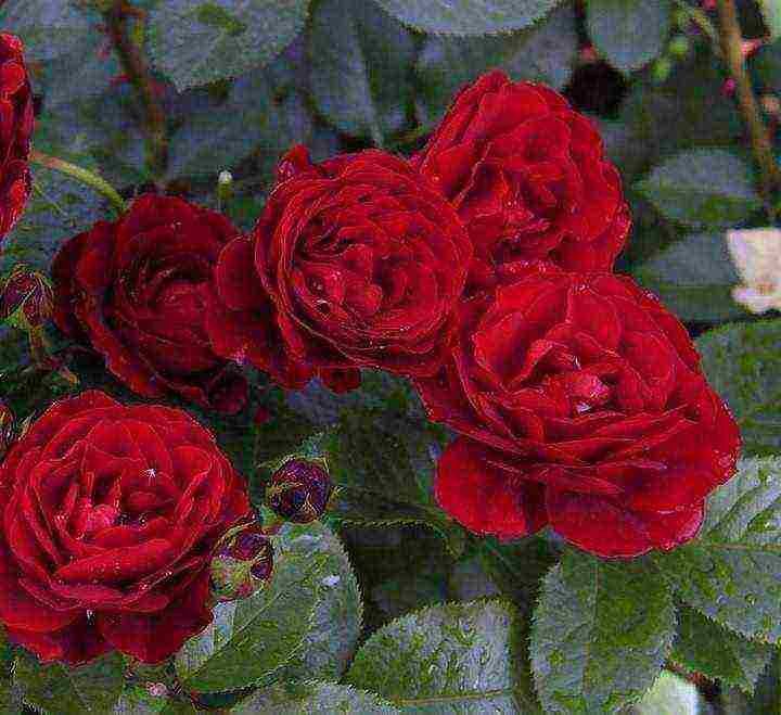 the best varieties of spray roses