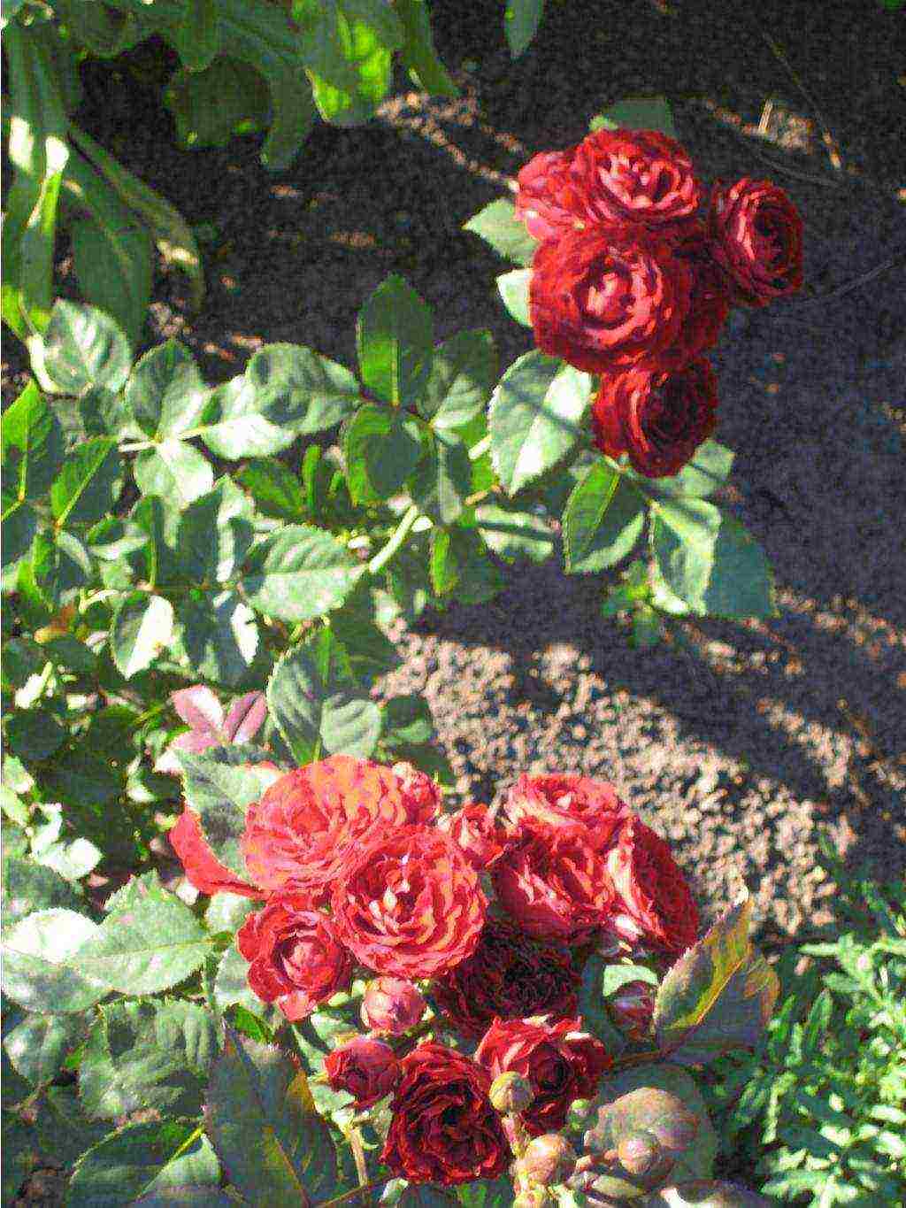 the best varieties of spray roses