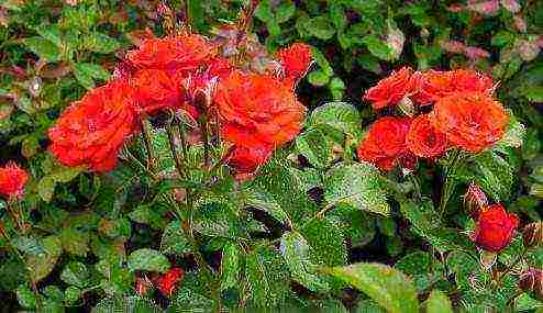 the best varieties of spray roses