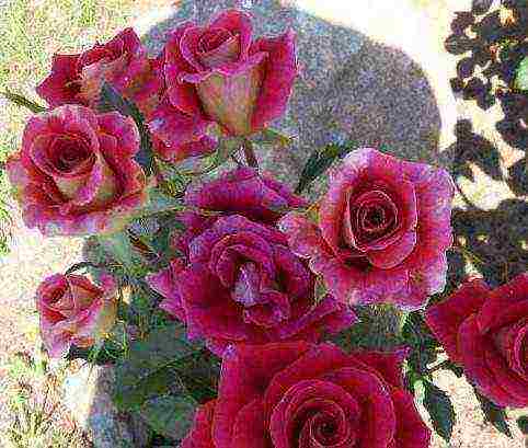 the best varieties of spray roses