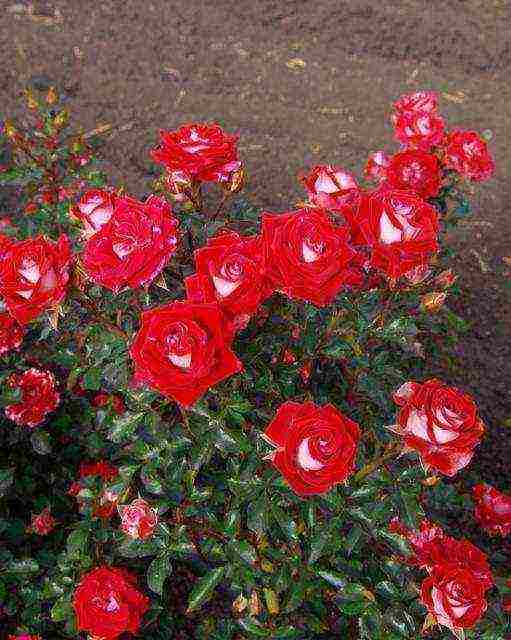 the best varieties of spray roses