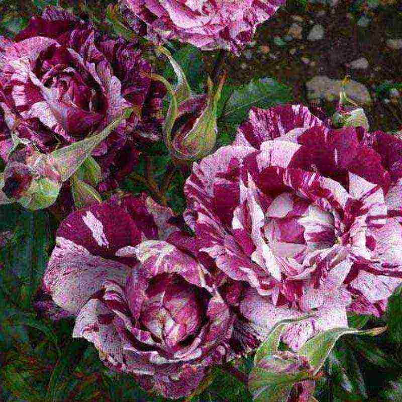 the best varieties of spray roses