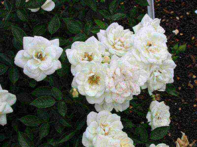 the best varieties of spray roses