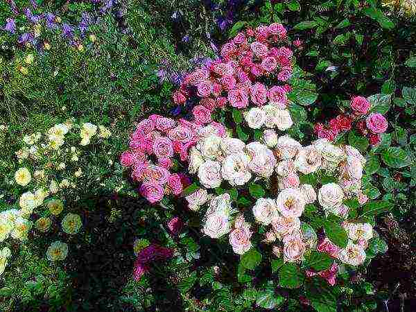 the best varieties of spray roses