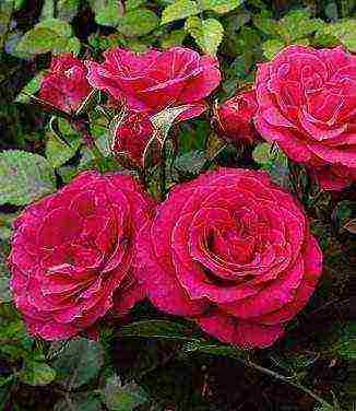 the best varieties of spray roses